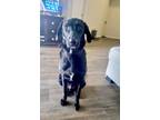 Adopt Oliver a Black - with White Labrador Retriever / Mixed dog in Davie