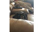 Adopt Mocha a Brown or Chocolate Calico / Mixed (medium coat) cat in Pensacola