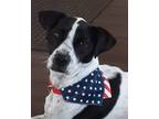 Adopt Lucy a White - with Black Mutt / Mixed dog in Raleigh, NC (38954374)