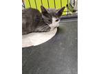 Adopt TWO FACE a Domestic Shorthair / Mixed (short coat) cat in Midwest City