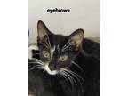 Adopt EYEBROWS a Domestic Shorthair / Mixed (short coat) cat in Midwest City