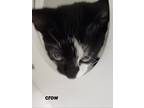 Adopt CROW a Domestic Shorthair / Mixed (short coat) cat in Midwest City