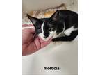 Adopt MORTICIA a Domestic Shorthair / Mixed (short coat) cat in Midwest City