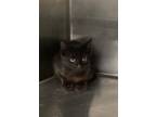 Adopt JOURNEY a Domestic Shorthair / Mixed (short coat) cat in Midwest City