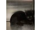 Adopt IMPULSE a Domestic Shorthair / Mixed (short coat) cat in Midwest City