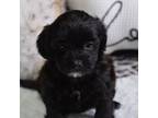 Shih-Poo Puppy for sale in Ladysmith, WI, USA