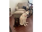 Adopt Sky a White - with Tan, Yellow or Fawn German Shepherd Dog / Great