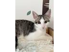 Adopt Finnick a Gray, Blue or Silver Tabby Domestic Shorthair (short coat) cat