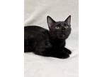 Adopt Comet a All Black Domestic Shorthair (short coat) cat in Greensboro
