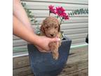 Mutt Puppy for sale in Russellville, KY, USA