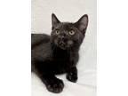 Adopt Rocket a Brown Tabby Domestic Shorthair (short coat) cat in Greensboro