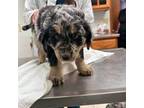 Bernese Mountain Dog Puppy for sale in Zumbrota, MN, USA