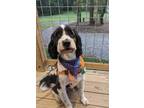 Adopt Oscar a Black - with White Bernedoodle / Mixed dog in Groton