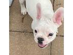 French Bulldog Puppy for sale in Mayetta, KS, USA