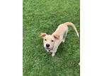 Adopt Lorna a Red/Golden/Orange/Chestnut Terrier (Unknown Type