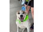 Adopt Bella a White - with Brown or Chocolate Australian Cattle Dog dog in