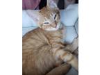Adopt Bill Nye a Orange or Red Tabby American Shorthair / Mixed (short coat) cat
