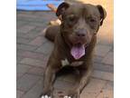 Adopt Gigi a Brown/Chocolate American Pit Bull Terrier / Mixed dog in