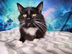 Adopt Beetle a Black & White or Tuxedo Domestic Shorthair (short coat) cat in
