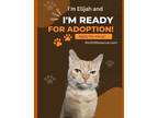 Adopt Elijah a Tan or Fawn Tabby Domestic Shorthair (short coat) cat in