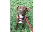 Adopt Happy a Brown/Chocolate Labrador Retriever dog in Ola, AR (38954063)
