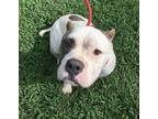 Adopt King Charles a Tricolor (Tan/Brown & Black & White) Pit Bull Terrier /