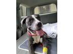 Adopt Big Mama Molly a Gray/Silver/Salt & Pepper - with White American Pit Bull