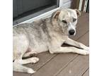 Adopt Kinsley a White - with Tan, Yellow or Fawn Husky / Mixed Breed (Large) /