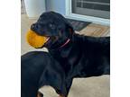 Adopt Betty a Black - with Brown, Red, Golden, Orange or Chestnut Rottweiler /