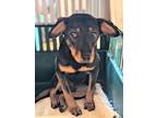 Adopt Denny a Black - with Tan, Yellow or Fawn Mixed Breed (Medium) dog in