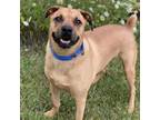 Adopt Lio Garcia a Tan/Yellow/Fawn Boxer / Shepherd (Unknown Type) / Mixed dog