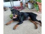 Adopt Lilly a Black - with Brown, Red, Golden, Orange or Chestnut Rottweiler /