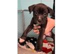 Adopt Demetrius a Boxer / Labrador Retriever / Mixed dog in Henderson