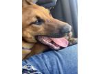 Adopt Polo a Brown/Chocolate Shepherd (Unknown Type) / Husky / Mixed dog in Long