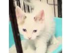 Adopt Ravioli a White Domestic Shorthair / Mixed cat in Carroll, IA (38953978)