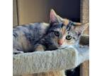 Adopt Jessie Pinkman a Gray or Blue American Shorthair / Mixed cat in