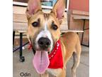 Adopt Odin a Tan/Yellow/Fawn Shepherd (Unknown Type) / Mixed dog in San Antonio