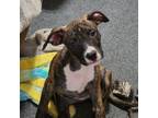 Adopt Ana a Brindle Hound (Unknown Type) / Terrier (Unknown Type