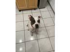 Adopt Bella a Brindle - with White American Pit Bull Terrier / Mixed dog in