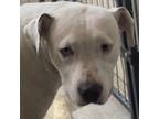Adopt Cleveland a White - with Tan, Yellow or Fawn Mixed Breed (Medium) / Mixed