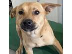 Adopt Gustavo a Tan/Yellow/Fawn Mixed Breed (Medium) / Mixed dog in Las Cruces