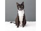 Adopt Nisswa a All Black Domestic Shorthair / Mixed cat in Minneapolis