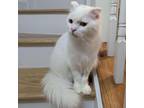 Adopt Matcha Kuwait a White Domestic Mediumhair / Mixed cat in Merrifield