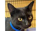 Adopt Dino a All Black Domestic Shorthair / Mixed cat in Montgomery