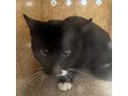 Adopt Googoo a All Black Domestic Shorthair / Mixed cat in Philadelphia
