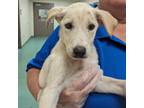 Adopt Kettle a Tan/Yellow/Fawn Mixed Breed (Medium) / Mixed dog in Memphis