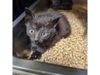 Adopt Ari a All Black Domestic Shorthair / Mixed cat in Columbus, NC (38951531)