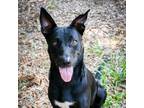 Adopt Meggy a Black Mixed Breed (Medium) / Mixed dog in Milton, FL (38953520)