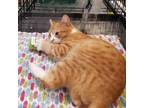 Adopt Dennis a Orange or Red Domestic Shorthair / Mixed cat in Durham