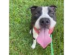 Adopt Primus a Black Mixed Breed (Large) / Mixed dog in Chattanooga
